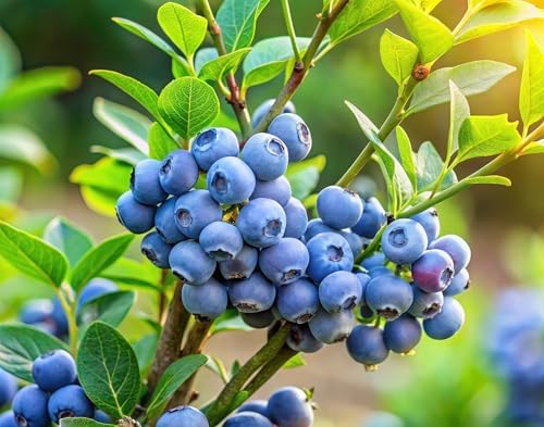 2 Bluecrop Blueberry Plants Live for Planting, Highberry Blueberry Bushes - Live Plant 1 Year Old, Fruit Tree Live Blueberry Plant by CZGrain