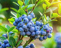 2 Bluecrop Blueberry Plants Live for Planting, Highberry Blueberry Bushes - Live Plant 1 Year Old, Fruit Tree Live Blueberry Plant by CZGrain