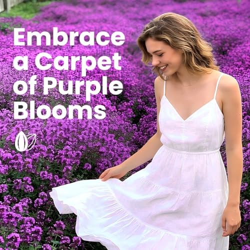 20000+pcs Creeping Thyme Seeds for Planting, Perennial Ground Cover Plants Flowers Seeds Fragrant Herb Seeds for Lawns & Paths Garden - Image 5