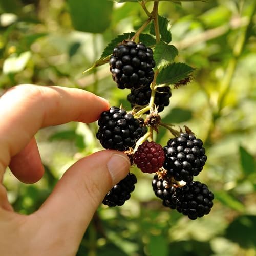 Perfect Plants Apache Thornless BlackBerry Bush, 3 Gallon, Live Plant - Image 4