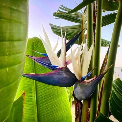 Daisy Ship Bird of Paradise White & Orange Strelitzia - 4 x 2-in Cups - Image 7