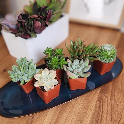 Altman Plants Specialty Live Succulent Plant (6 Pack), No Duplicates, Assorted Succulents Featuring Unique Colors & Shapes, 2 in Pots - Image 7