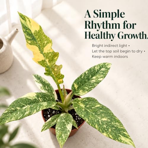 Rare Variegated Philodendron Ring of Fire - Live Fully Rooted Starter Plant - Image 4