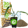 Black Pepper Piper nigrum Plant (1-Pack) Spice Plant by Wellspring Gardens by WellspringGardens