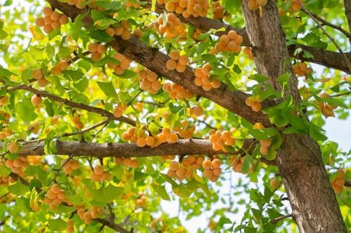 10 Ginkgo Biloba Tree Seeds for Planting, Maidenhair Tree Seeds, Heirloom Non-GMO Outdoor Garden Seeds, Easy to Grow, Full Sun to Partial Shade - Image 2