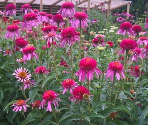 Double Scoop Bubblegum Coneflower Live Plant – Echinacea purpurea – Bright Pink Double Flowers – Hardy Pollinator Perennial – Butterfly Garden Flower – 2.5 Inch Pot - Image 6