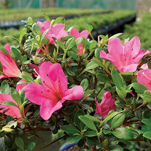 Brussel's Bonsai - Small Satsuki Azalea Live Bonsai Tree - Image 3