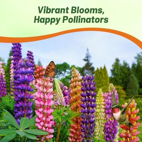 Outsidepride Mixed Russells Lupine Seeds - 1 Lb. Perennial, Self-Sowing, Cold Hardy & Frost Tolerant Wildflower Seeds for Fall Planting, Ideal for Attracting Pollinators & Hummingbirds - Image 5