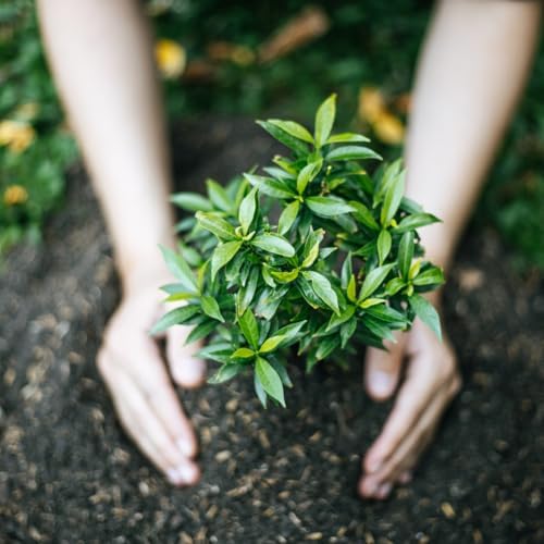 25 Vinca Periwinkle Live Plants, Hardy Flower Plant, 6-8 Inch Tall - Image 4