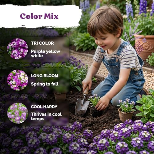 5,000 Royal Carpet Sweet Alyssum Heirloom Flower Seeds, Lobularia Maritima - Image 4