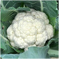 1/4 Lb Organic Snowball Y Improved Cauliflower Seeds - Gold Vault by Everwilde+Farms