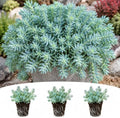 Sedum Blue Spruce Live Plant Plugs – Blue Green Evergreen Ground Cover – Hardy Spreading Stonecrop Succulent – Perennial, 5 Plants by CZGrain