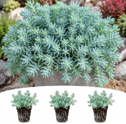 Sedum Blue Spruce Live Plant Plugs – Blue Green Evergreen Ground Cover – Hardy Spreading Stonecrop Succulent – Perennial, 3 Plants by CZGrain