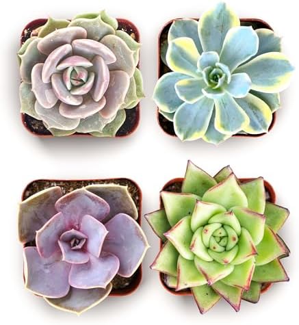 Shop Succulents Blush Rosette Succulent Plant Pack – Live Mini Rosette Succulents, Soft Pastel Colors, Low Maintenance Plants – Wedding Favors, Gifts & Home Decor, 2" Pots by ShopSucculents
