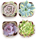 Shop Succulents Blush Rosette Succulent Plant Pack – Live Mini Rosette Succulents, Soft Pastel Colors, Low Maintenance Plants – Wedding Favors, Gifts & Home Decor, 2" Pots by ShopSucculents