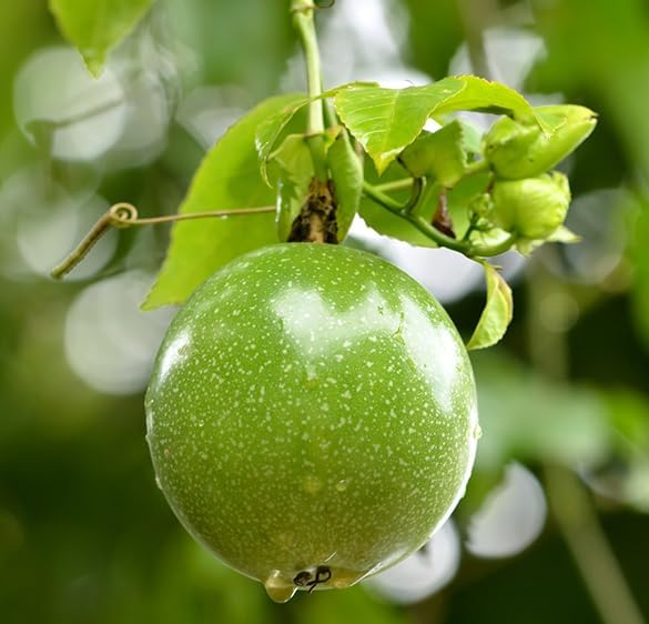 Yellow Passionfruit Vine Plant Live for Planting 4-6 Inch Tall, Sweet Tropical Fruit Plant for Outdoor Garden - Image 3