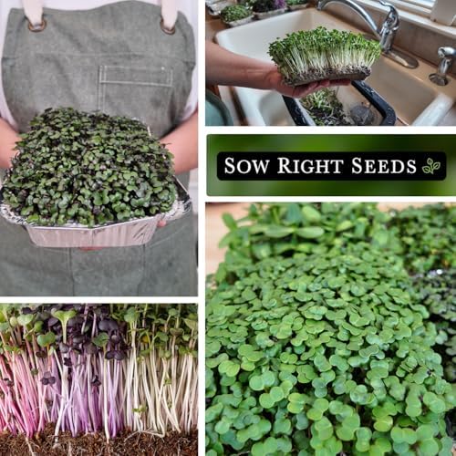 Sow Right Seeds- 7000 Superfood Mix Microgreen Seed for Growing Bulk Indoor - Image 4