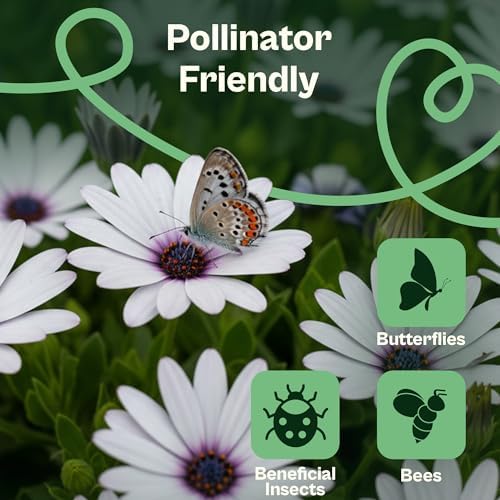 SVI 250 Cape Daisy Seeds (Osteospermum ecklonis) – African Daisy Seed Packets, Heirloom Daisies Flower Seed with Purple Eyes – Long Blooming Annual Cut Flower Seeds Packets, Outdoor Garden, Containers - Image 4