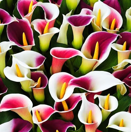 100Pcs Calla Lily Seeds Beautiful Flowers Mix Color Perennial Plant - Image 4