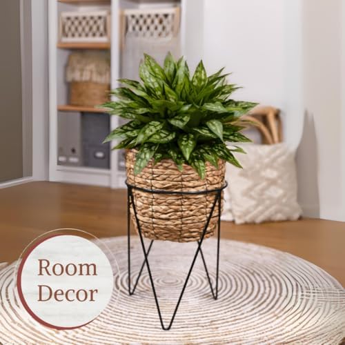 Fam Plants Live Aglaonema Chinese Evergreen Collection (4 Pack) Houseplants - Image 4
