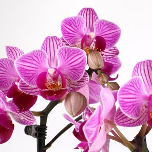 Green Circle Growers 4" Mini Pink Orchid Plant with Lavender Accent in Pink Ceramic Planter – Live Indoor Flower, Easy Care Orchid, Gift Ready - Image 2