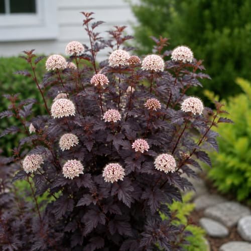 3 Ninebark Shrub Live Plant, 12-18 Inch Tall, Well-Rooted Starter 2.5 Inch Pot, Hardy Flowering Deciduous Plant for Backyard and Garden - Image 4
