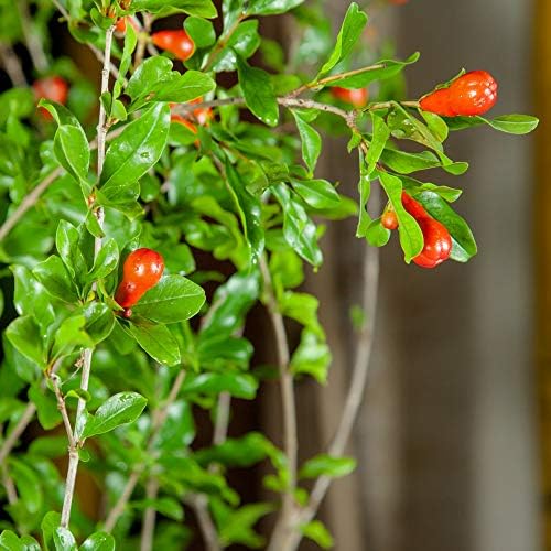 Perfect Plants Wonderful Pomegranate Tree, 2 Gallon, Live Plant - Image 6