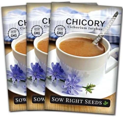 Sow Right Seeds - Chicory Seed for Planting Perennial Wildflower Garden 3pk by SowRightSeeds
