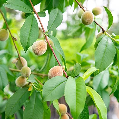 Perfect Plants Flordaking Peach Tree, 4-5 ft, Live Plant - Image 4