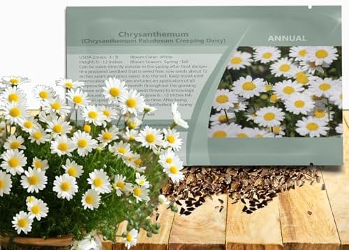 Outsidepride Creeping Daisy Chrysanthemum Seeds - 5,000 Pcs. Annual, Drought Tolerant Flower Seeds for Planting in Pollinator Gardens, Cut Flowers & Low Maintenance Landscaping by Outsidepride