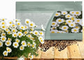 Outsidepride Creeping Daisy Chrysanthemum Seeds - 5,000 Pcs. Annual, Drought Tolerant Flower Seeds for Planting in Pollinator Gardens, Cut Flowers & Low Maintenance Landscaping by Outsidepride