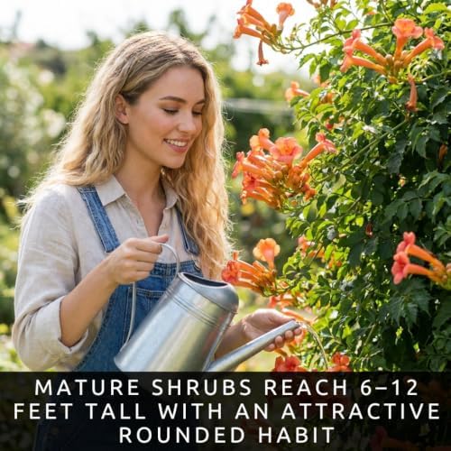 Orange Trumpetbush Seeds for Planting | Bright Orange Flowers | 100 Seeds - Image 3