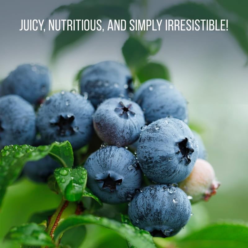Live Jewel Blueberry Plants (4 Pack) – Southern Highbush Blueberry Bushes for Planting, High Yields, Exceptional Fruit Size, Suitable for Mild Winter Regions - Image 2