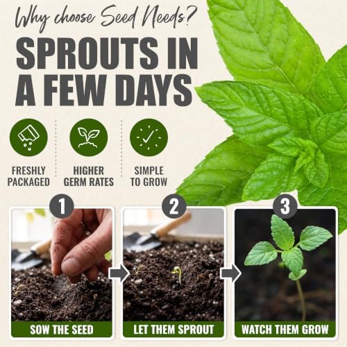 Seed Needs Peppermint Seeds to Plant an Herb Garden - 5 Packs - Image 5