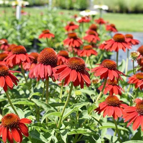 285+ Echinacea Coneflower Seeds for Planting Outdoor Drought-Tolerant Perennial Native Wildflower Seeds for Natural Gardens - Image 4
