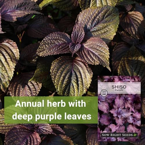 Sow Right Seeds - Purple Shiso Seeds for Planting Perilla Leaf Herb Garden - Image 3