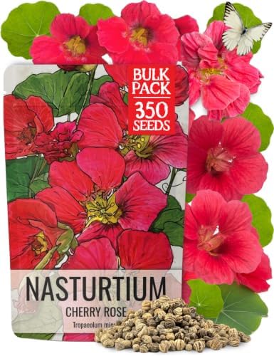 Seed Needs Nasturtium Seeds Cherry Rose 350 Flower Seeds Heirloom Bulk Pack by SeedNeeds