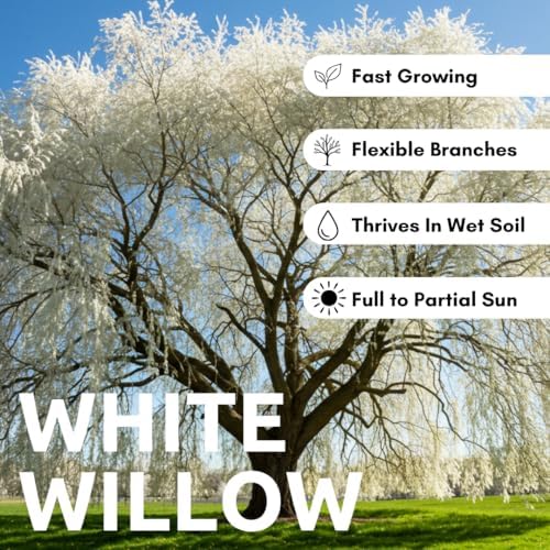 One White Willow Tree - Silver Leafs Shimmer in The Moon Light - One Cutting to Grow, Beautiful Outdoor Shade or Privacy Trees - Image 2