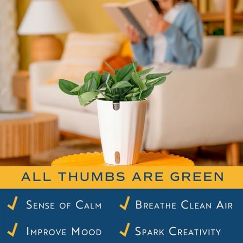 Costa Farms Sterling Silver Scindapsus, Live Indoor Plant, Easy Care - Image 5