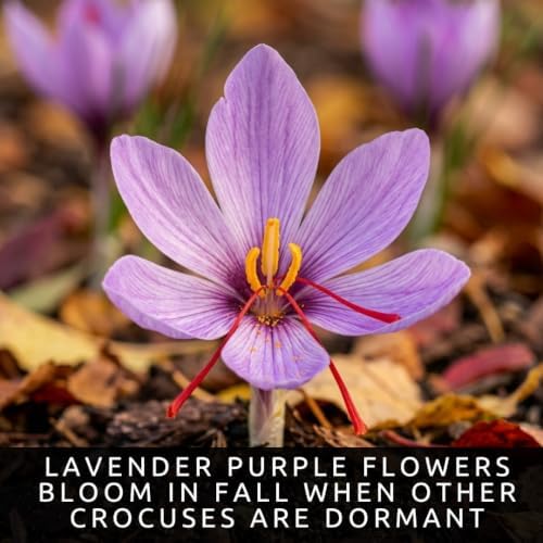 20 Saffron Crocus Corms | Fall Planting Crocus sativus | Purple Fall Blooms - Image 2