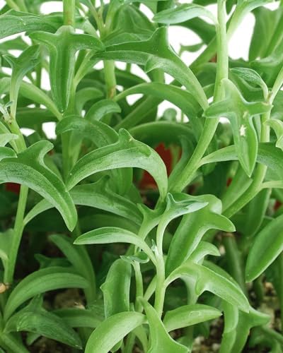 Shop Succulents String of Dolphins Hanging Succulent, Senecio Peregrinus, Fully Rooted Live 4" Succulent Plant, Low Maintenance Indoor Plant, Trailing Succulents, Gift & Garden - Image 2