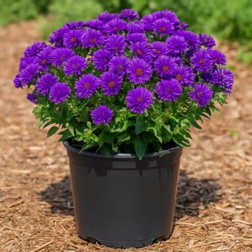 Perennial Farm Marketplace Aster novae-angliae ‘Grape Crush’ (New England Aster) Native Live Perennial, Size-#1 Container, Deep Purple Fall Flowers, Zones 4-8 - Image 6