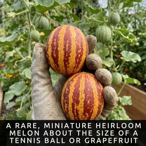 20 Rich Sweetness Melon Seeds | Miniature Striped Melon Seeds for Planting - Image 2