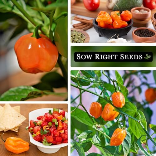Sow Right Seeds - Habanero Orange Pepper Seed for Planting Chili Peppers - Image 4