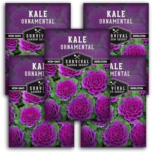 Ornamental Kale Seeds for Planting, Heirloom Flowering Cabbage - 5 Packs by SurvivalGardenSeeds