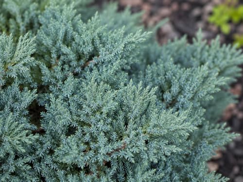20 Blue Rug Juniper Wiltonii Live Plants | Juniperus Horizontalis | - Image 6