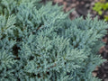 3 Blue Rug Juniper Wiltonii Live Plants | Juniperus Horizontalis | by Unknown
