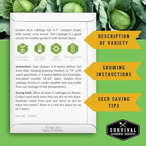 Golden Acre Cabbage Seeds for Planting – Survival Garden Seeds (3 Pack) - Image 2
