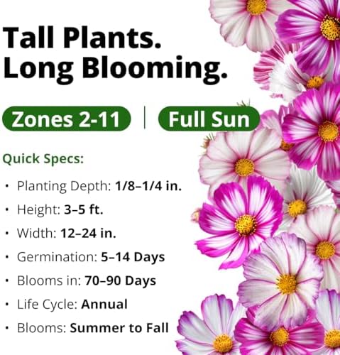 HOME GROWN Cosmos Candystripe 600 Flower Seeds Cosmos bipinnatus - Image 3