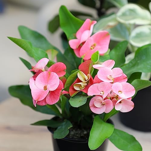 Euphorbia Crown of Thorns Plant Decor, Perennial Plants Ready to Plant, Cactus Plants Live Houseplants, Outdoor Plants Live House Plants Live Plants Indoor Plants Live Houseplants by Plants for Pets - Image 5